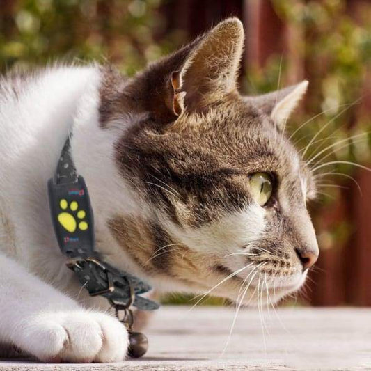 GPS-Tracking-System für Katzen mit Live-Tracking und Echtzeit-Updates