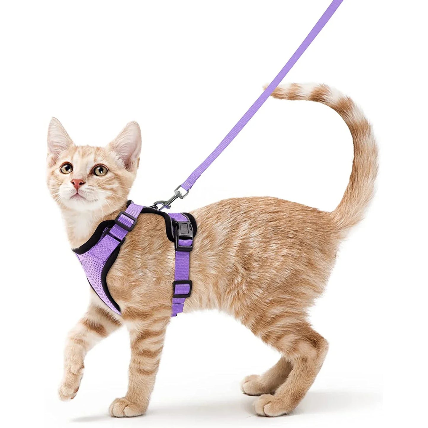 Bequemer und sicherer Laufgeschirr für Katzen