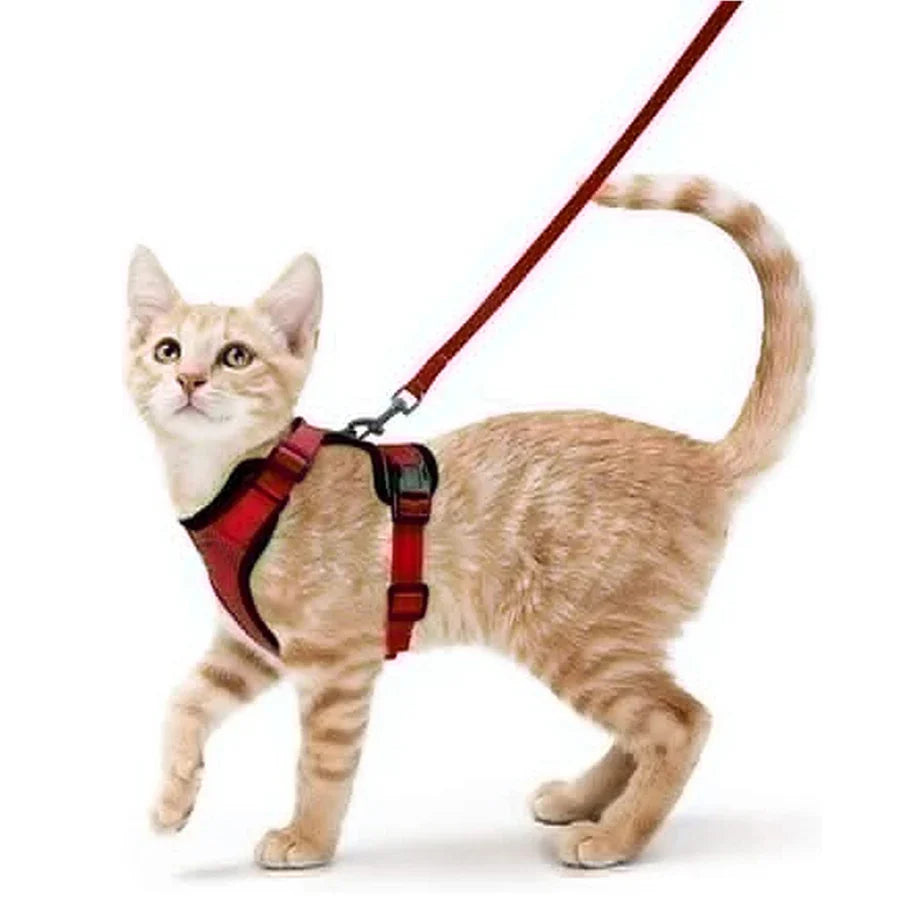 Bequemer und sicherer Laufgeschirr für Katzen