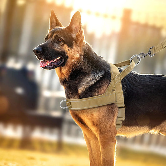 Bequemer Nylon-Trainingsgeschirr für kleine und mittelgroße Hunde